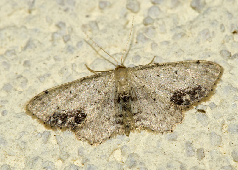 Idaea dimidiata, Geometridae